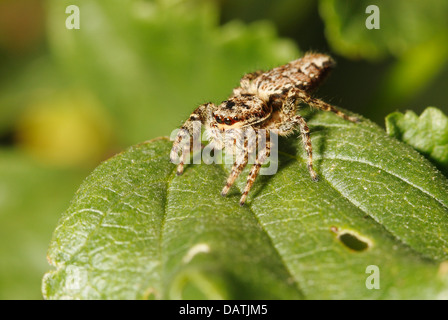 Close up de piquet Thomisidae Banque D'Images