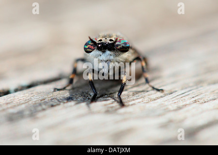 Près d'un Cleg-Fly Haematopota pluvialis Banque D'Images