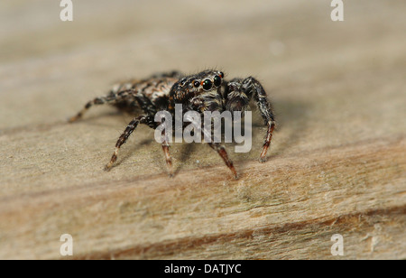 Close up de piquet Thomisidae Banque D'Images