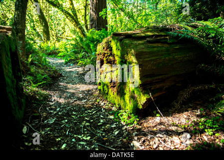 Sentier Moussu et Séquoia tombé sur les grands arbres Grove Trail à Prairie Creek Redwoods State Park, Californie, Orick Banque D'Images