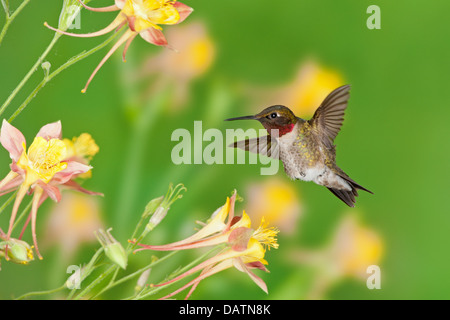 Colibri mâle à gorge rubis à la recherche du nectar de Columbine fleurs oiseau ornithologie Science nature faune Environnement Banque D'Images