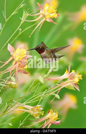 Colibri mâle à gorge rubis à la recherche du nectar des fleurs de Columbine - oiseau vertical ornithologie Science nature faune Environnement Banque D'Images