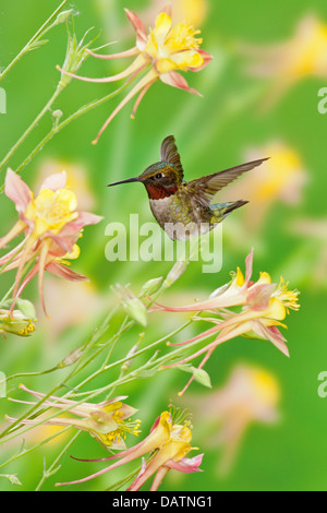 Colibri mâle à gorge rubis à la recherche du nectar des fleurs de Columbine - oiseau vertical ornithologie Science nature faune Environnement Banque D'Images