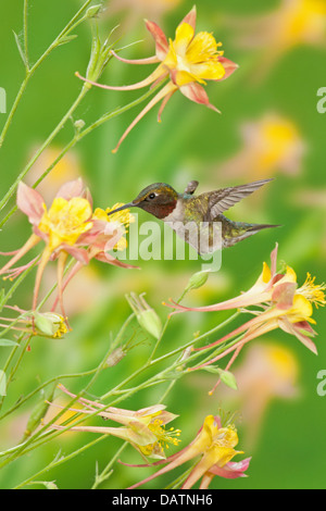 Colibri mâle à gorge rubis à la recherche du nectar des fleurs de Columbine - oiseau vertical ornithologie Science nature faune Environnement Banque D'Images