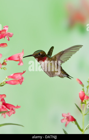 Colibri mâle à gorge rubis à la recherche du nectar des fleurs de Penstemon - oiseau vertical ornithologie Science nature faune Environnement Banque D'Images