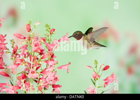 Colibri mâle à gorge rubis à la recherche du nectar de Penstemon fleurs oiseau ornithologie Science nature faune Environnement Banque D'Images