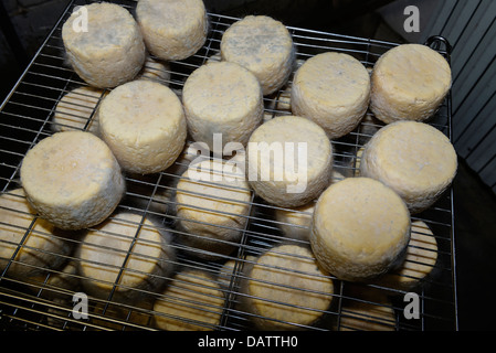 Dairyman Daniel Mounier fromage de chèvre primé. Ferme des Blancs chardons. Dunieres Haute-Loire, Auvergne Banque D'Images