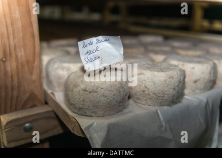 Dairyman Daniel Mounier fromage de chèvre primé. Ferme des Blancs chardons. Dunieres Haute-Loire, Auvergne Banque D'Images