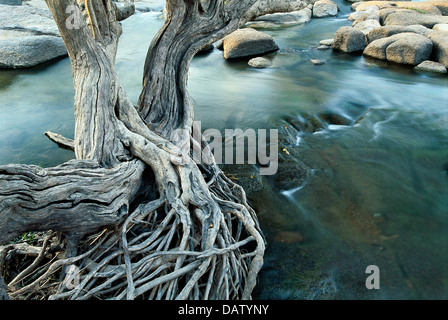 Un Waterpear tree avec des racines dans la rivière Kufue, Zambie Banque D'Images