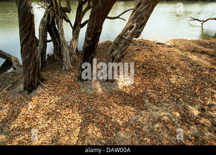 Un cluster de Waterpear arbres de la Kafue National Park sur la rive de la rivière Lufupa, Zambie Banque D'Images
