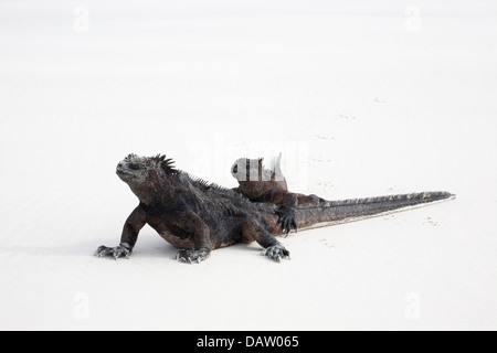 Iguanes marins (Amblyrhynchus cristatus) exposer au soleil sur le sable ensemble pour conserver la chaleur du corps Banque D'Images