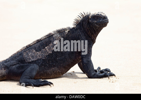 Iguane marin (Amblyrhynchus cristatus) portrait sur la plage de Puerto Villamil Banque D'Images