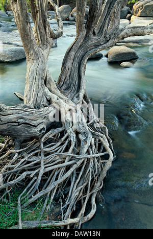 Un Waterpear Tree avec des racines dans la rivière Kafue, Kafue National Park, Zambie Banque D'Images