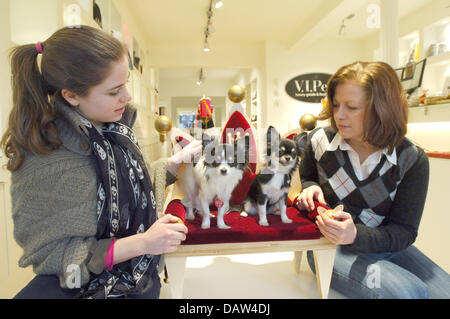 Chiens Chihuahua Kira et Chiara s'asseoir sur un trône de velours chic au 'V.I.Animaux domestiques - les produits de luxe et des aliments pour animaux domestiques" de Hamburg, Allemagne, 30 janvier 2007. Mobilier de luxe et exclusive colthes, fragrances, posh neckbands et laisses ainsi que des bols d'alimentation deviennent nécessaires pour le chien de millionnaire. Photo : Wolfgang Langenstrassen Banque D'Images