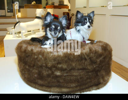 Chiens Chihuahua Kira et Chiara s'asseoir sur un oreiller de fourrure au 'V.I.Animaux domestiques - les produits de luxe et des aliments pour animaux domestiques" de Hamburg, Allemagne, 30 janvier 2007. Mobilier de luxe et exclusive colthes, fragrances, posh neckbands et laisses ainsi que des bols d'alimentation deviennent nécessaires pour le chien de millionnaire. Photo : Wolfgang Langenstrassen Banque D'Images