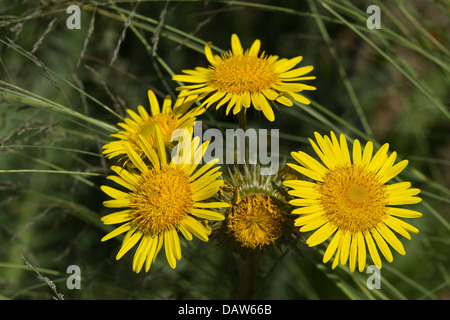 Berg (chardon épineux Berkheya multijuga) gros plan de fleurs vivaces formant une rosette d'originaires d'Afrique Banque D'Images