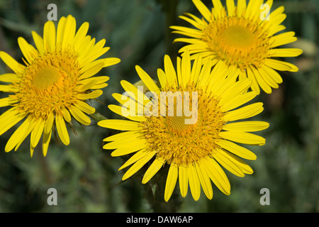 Berg (chardon épineux Berkheya multijuga) gros plan de fleurs vivaces formant une rosette d'originaires d'Afrique Banque D'Images