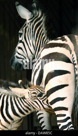 Un nouveau-né zebra (L) photographié au zoo de Wuppertal, Allemagne, vendredi, 09 mars 2007. L'animal n'a pas encore sans nom. Photo : Fredrik von Erichsen Banque D'Images