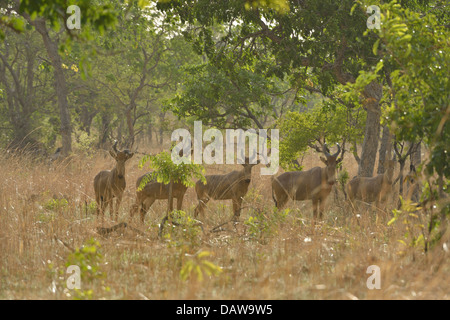 Bubale Alcelaphus buselaphus (ouest) principales du parc national de la Pendjari troupeau - Bénin Banque D'Images