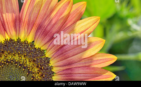 Jaune et rouge de la tige de tournesol en été Banque D'Images