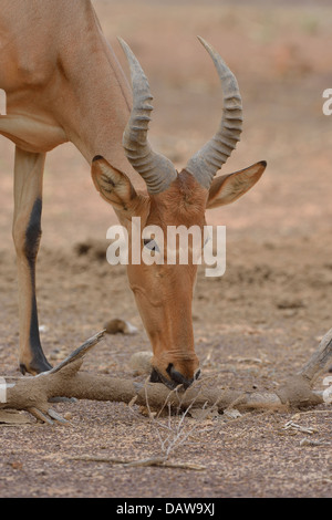 Bubale Alcelaphus buselaphus (ouest) principales détails tête Burkina Faso Banque D'Images