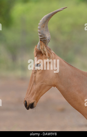 Bubale Alcelaphus buselaphus (ouest) principales détails tête Burkina Faso Banque D'Images