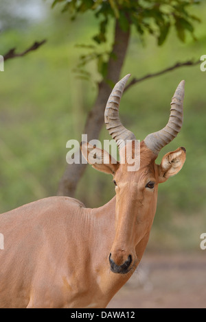 Bubale Alcelaphus buselaphus (ouest) principales détails tête Burkina Faso Banque D'Images