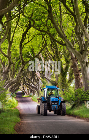 Le tracteur se déplace à travers le Dark Hedges, Bregagh Road, Ballymoney, comté d'Antrim, en Irlande du Nord, Royaume-Uni Banque D'Images