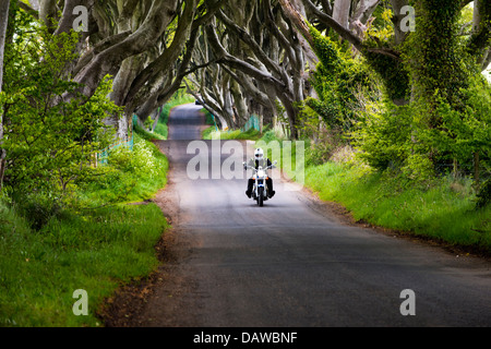 Voyages Moto à travers les haies, sombre Bregagh Road, Ballymoney, comté d'Antrim, en Irlande du Nord, Royaume-Uni Banque D'Images