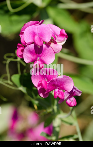 Sweetpea éternelle typique d'un jour d'été lumineux et frontière fleur traditionnelle Banque D'Images