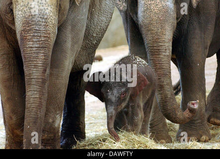 L'éléphant d'un nouveau-né est photographié avec son parent au zoo de Cologne, Allemagne, 16 avril 2007. L'éléphant est né le lundi 16 avril. Selon le zoo la mère "Tong Koon' et le petit éléphant sont en bonne santé et bien. Le zoo est très heureux d'avoir un autre elephant calf juste deux semaines après qu'ils ont célébré le premier anniversaire de leur premier enfant éléphant 'Marlar's' . Banque D'Images