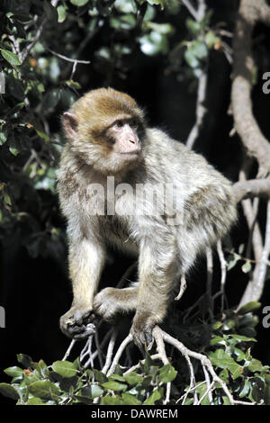 Un Macaque de Barbarie est assis sur une branche dans une forêt près d'Azrou, Maroc, 30 mars 2007. Photo : Marijan Murat Banque D'Images