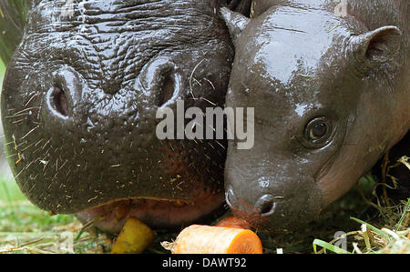 Nouveau-né (hippopotame pygmée Choeropsis liberiensis) 'Paul' et mère Debby mangent ensemble au zoo de Berlin, Allemagne, 15 juin 2007. Paul est né il y a environ un mois. Photo : Johannes Eisele Banque D'Images