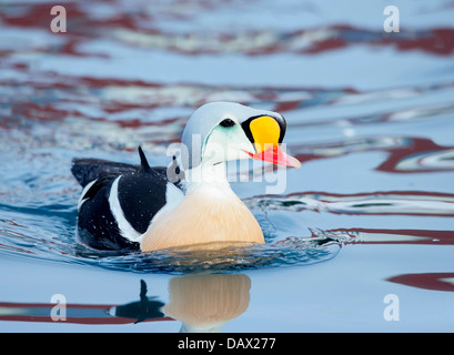 Eider Batsfjord Norvège du Nord Banque D'Images