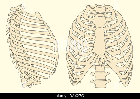 Illustration de la cage thoracique avec spine Banque D'Images