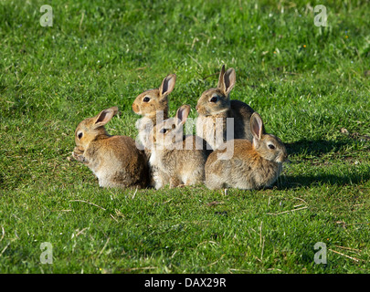 Les Bebes Lapins Photo Stock Alamy