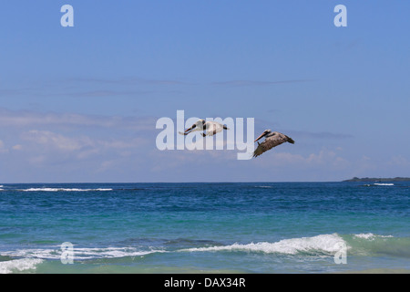 Pélican brun Pelecanus occidentalis, Isabela, Île, Îles Galapagos, Equateur Banque D'Images