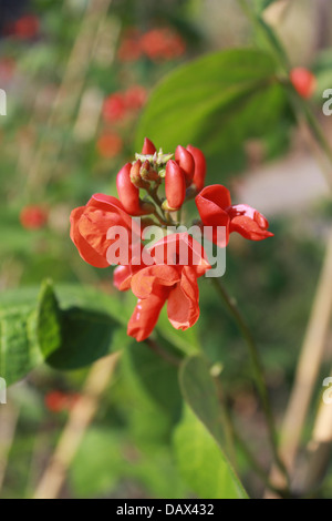 Close up de haricot d'planter des fleurs Banque D'Images