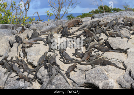 Iguane marin, Amblyrhynchus cristatus, Punta Mangle, Fernandina Island, îles Galapagos, Equateur Banque D'Images
