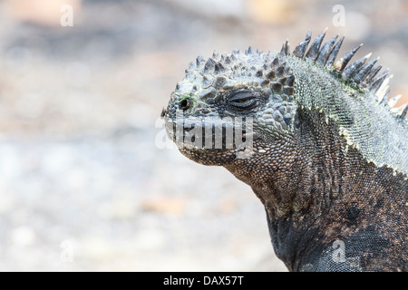 Iguane marin, Amblyrhynchus cristatus, Punta Espinoza, Fernandina Island, îles Galapagos, Equateur Banque D'Images