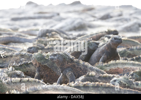 Iguane marin, Amblyrhynchus cristatus, Punta Espinoza, Fernandina Island, îles Galapagos, Equateur Banque D'Images
