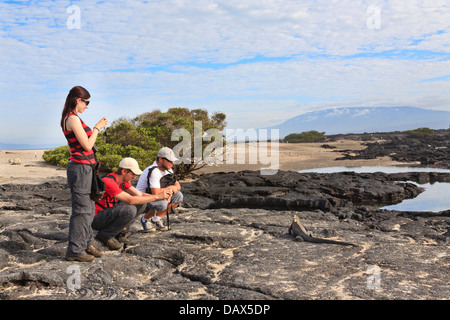 Iguane marin, Amblyrhynchus cristatus, Punta Espinoza, Fernandina Island, îles Galapagos, Equateur Banque D'Images