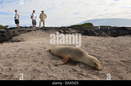 Lion de mer Galapagos, Zalophus wollebaeki, Punta Espinoza, Fernandina Island, îles Galapagos, Equateur Banque D'Images