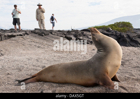 Lion de mer Galapagos, Zalophus wollebaeki, Punta Espinoza, Fernandina Island, îles Galapagos, Equateur Banque D'Images
