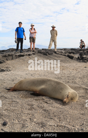 Lion de mer Galapagos, Zalophus wollebaeki, Punta Espinoza, Fernandina Island, îles Galapagos, Equateur Banque D'Images