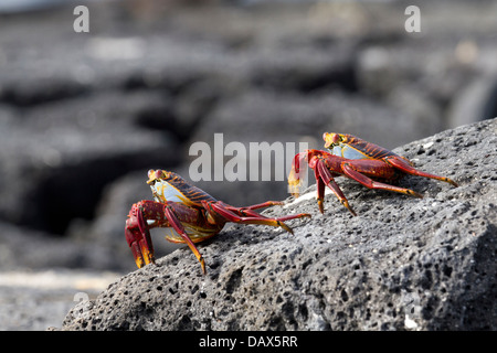 Sally Lightfoot, Crabe Grapsus grapsus, Punta Espinoza, Fernandina Island, îles Galapagos, Equateur Banque D'Images