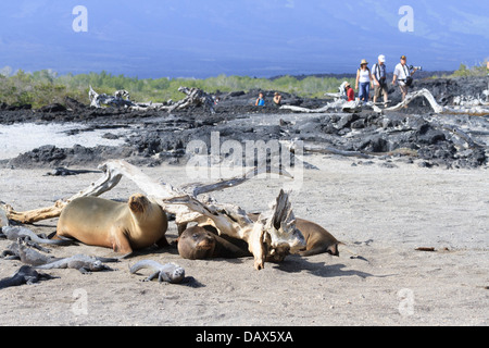Lion de mer Galapagos, Zalophus wollebaeki, Punta Espinoza, Fernandina Island, îles Galapagos, Equateur Banque D'Images