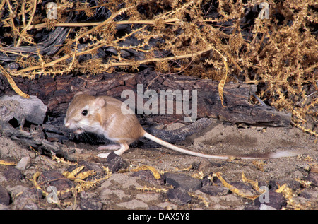 CAL 1187998, rat, kangourou, Dipodomys deserti Desert Californie, novembre Banque D'Images