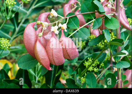 Senna (vessie Colutea arborescens) fruting arbuste originaire d'Europe et d'Afrique du Nord Banque D'Images