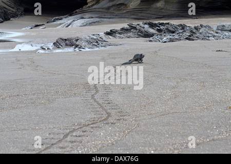 Les voies d'un iguane marin, Amblyrhynchus cristatus, Puerto Egas, l'île de Santiago, îles Galapagos, Equateur Banque D'Images